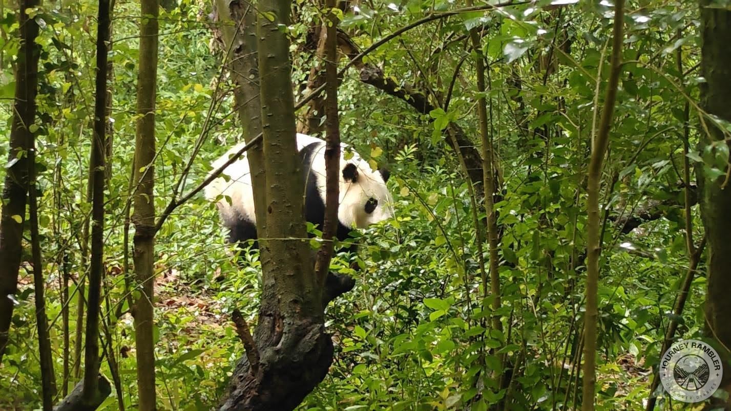 Hua Hua's twin sister, He Ye