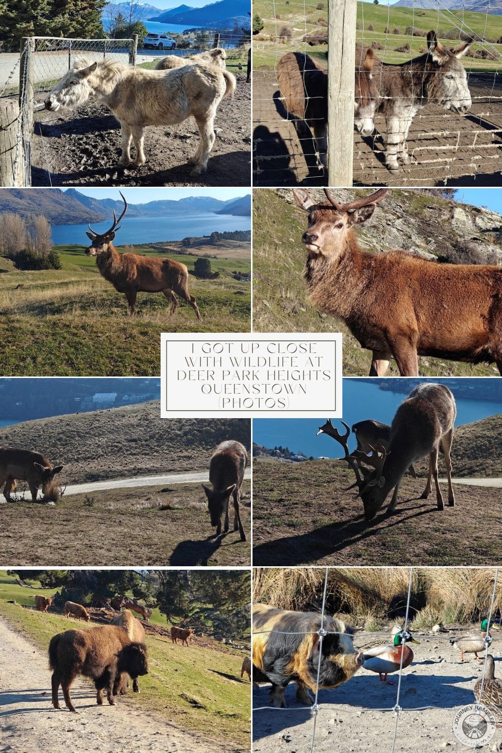 I Got Up Close with Wildlife at Deer Park Heights Queenstown (Photos)