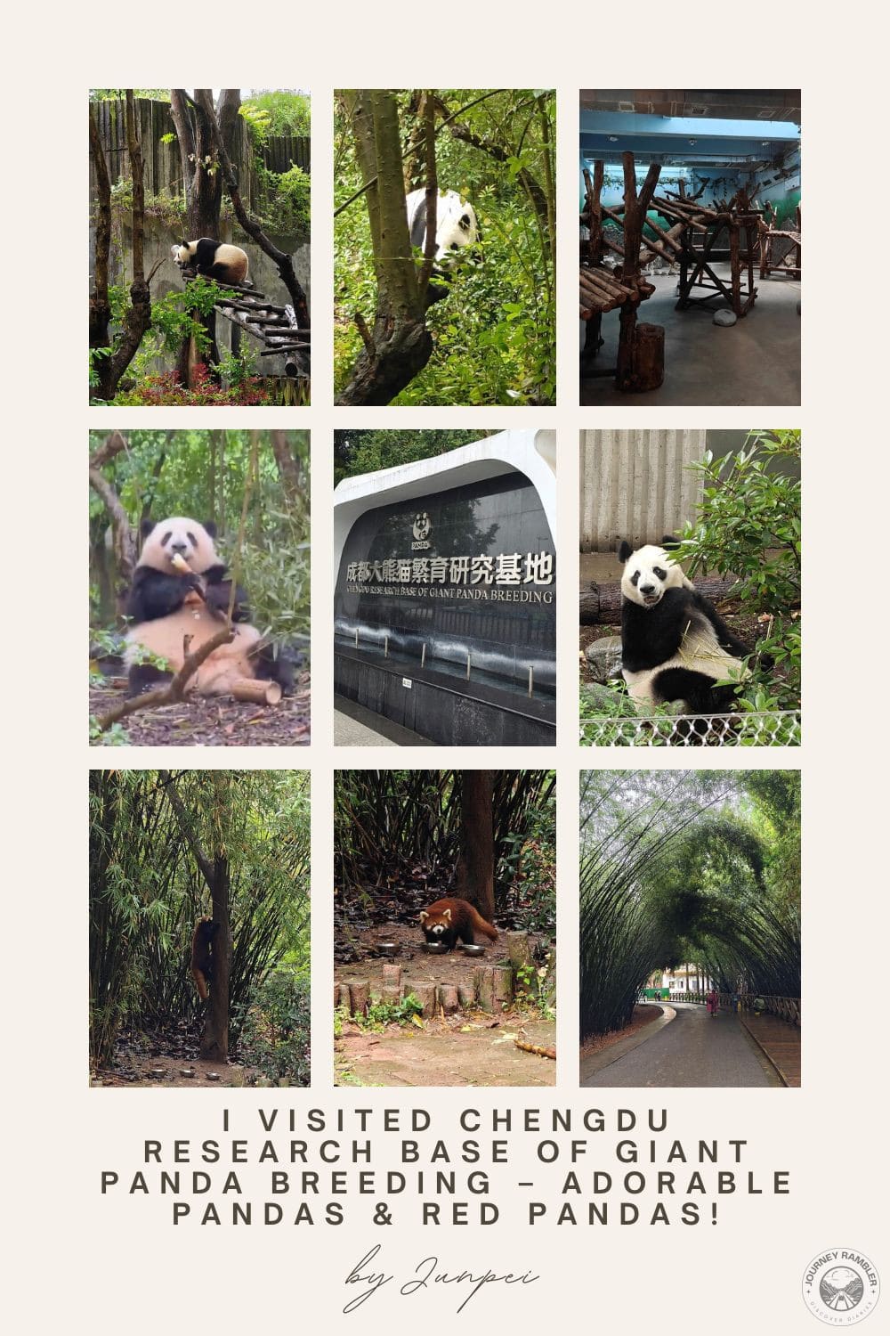 I Visited Chengdu Research Base of Giant Panda Breeding – Adorable Pandas & Red Pandas!