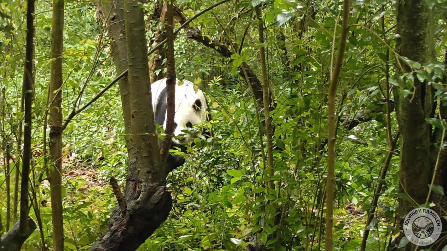 I couldn't get a proper shot of He Ye's face