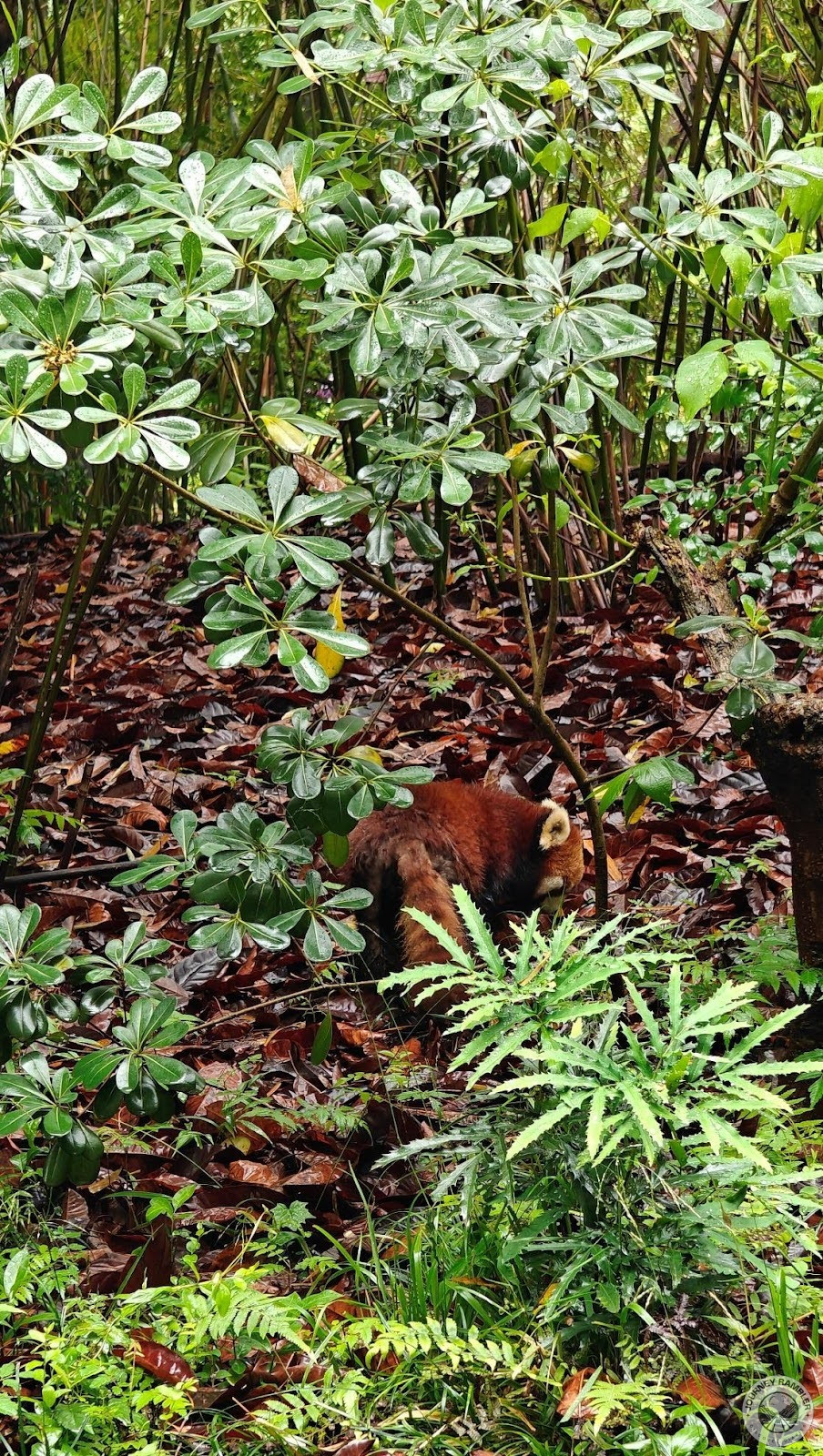 I think that they’re cuter than giant pandas