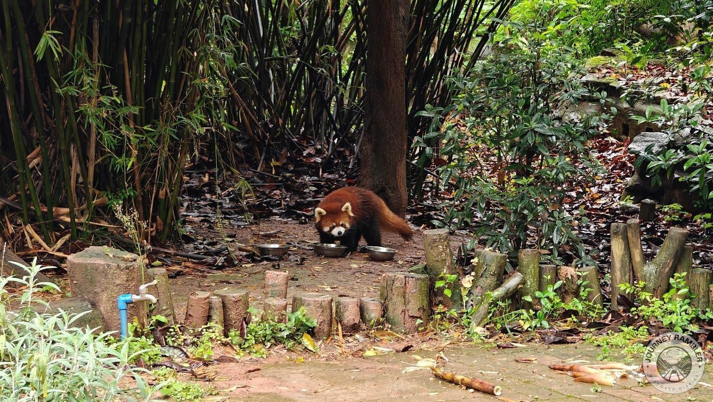 It really does resemble a raccoon