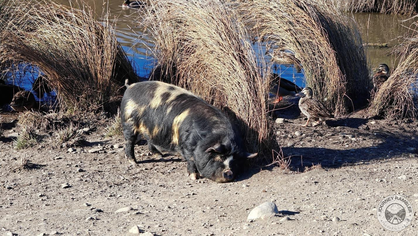 Kunekune pig in the sun