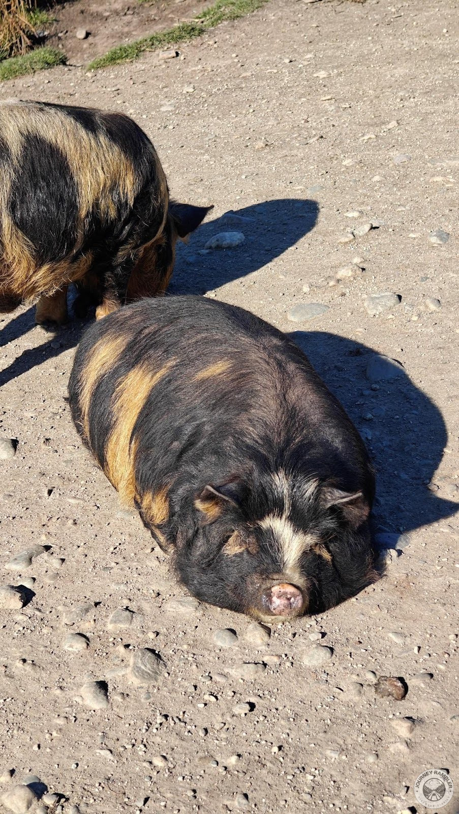 Kunekune pig resting