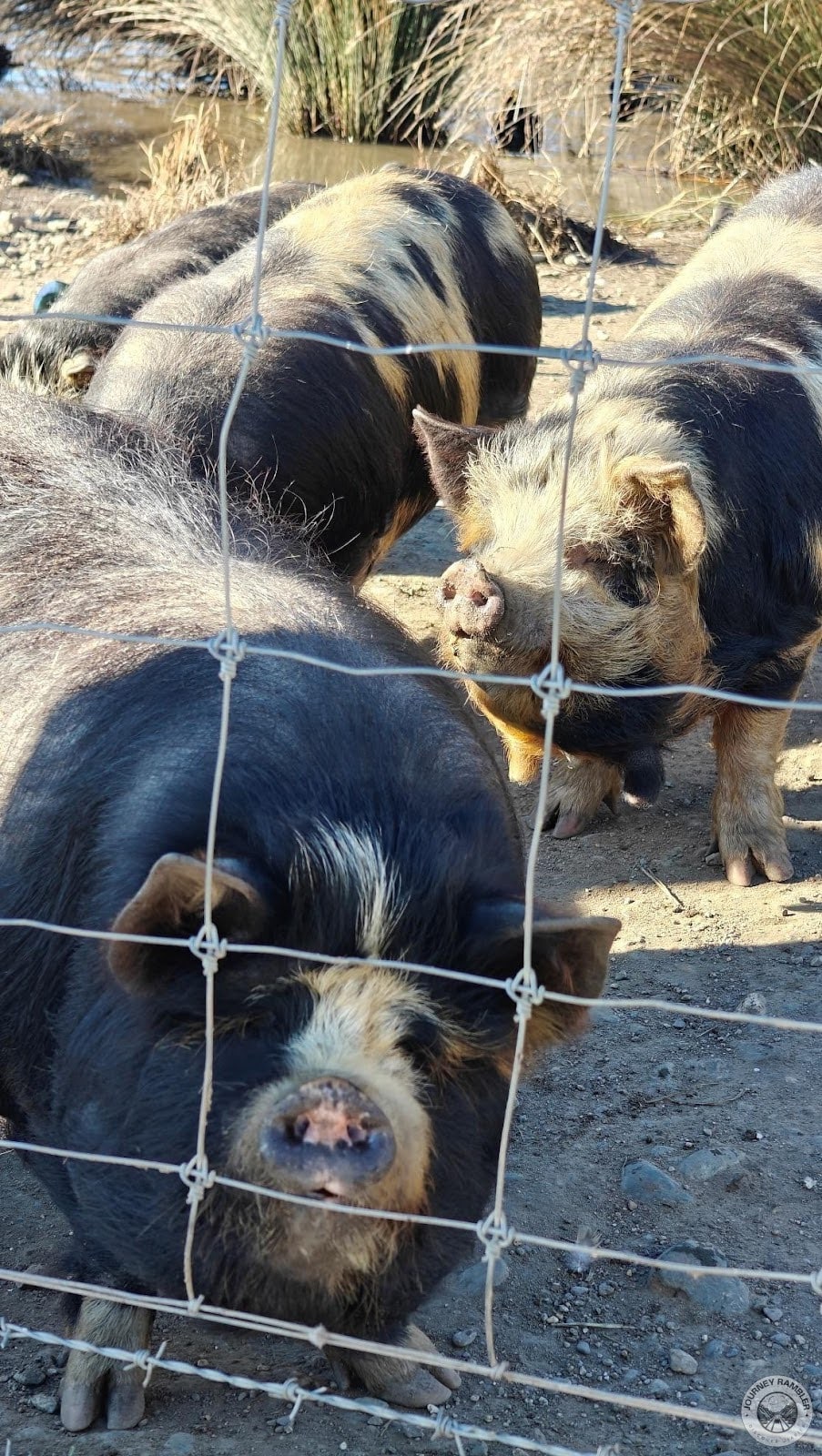 Kunekune pigs up close again