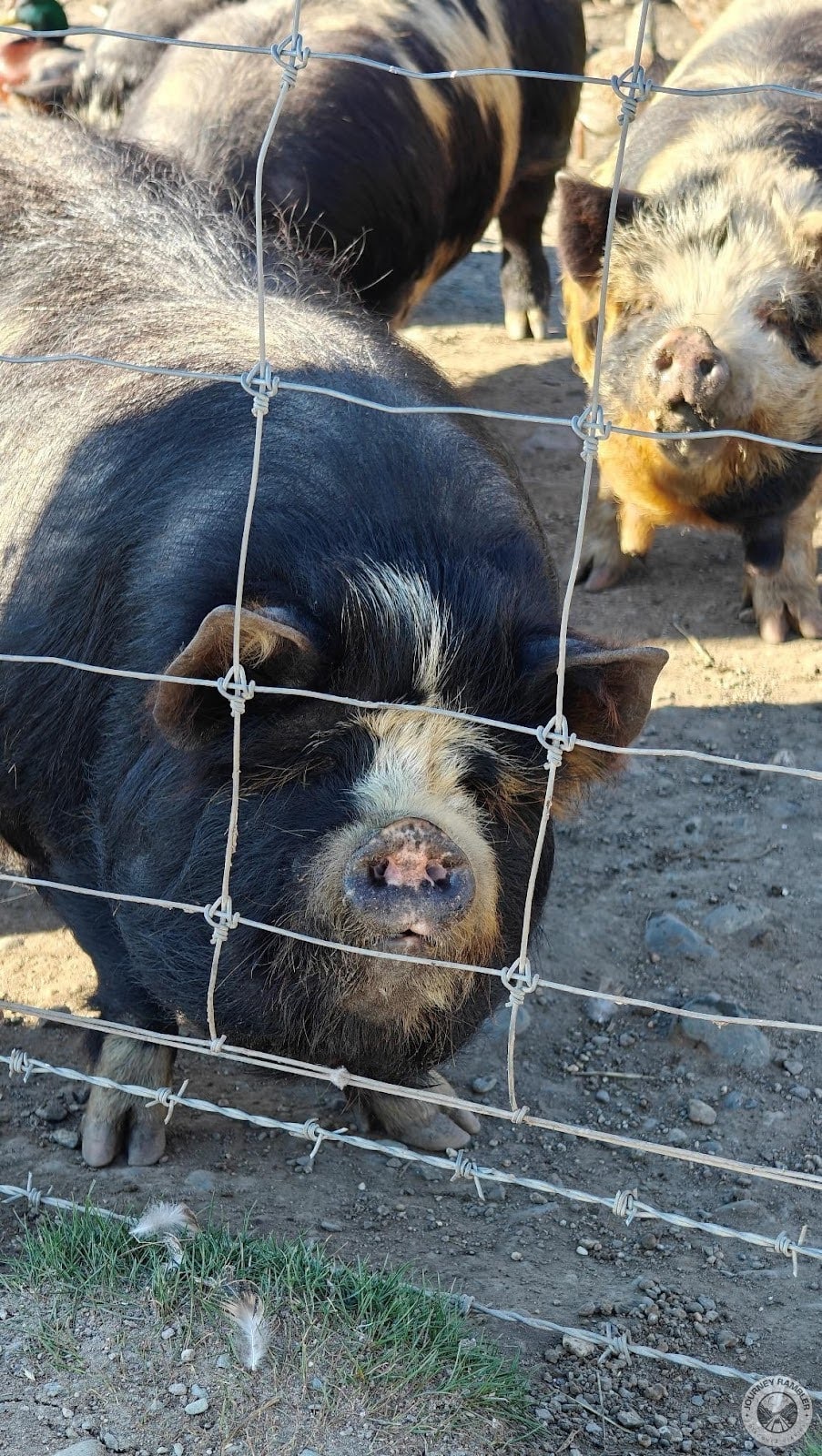 Kunekune pigs up close