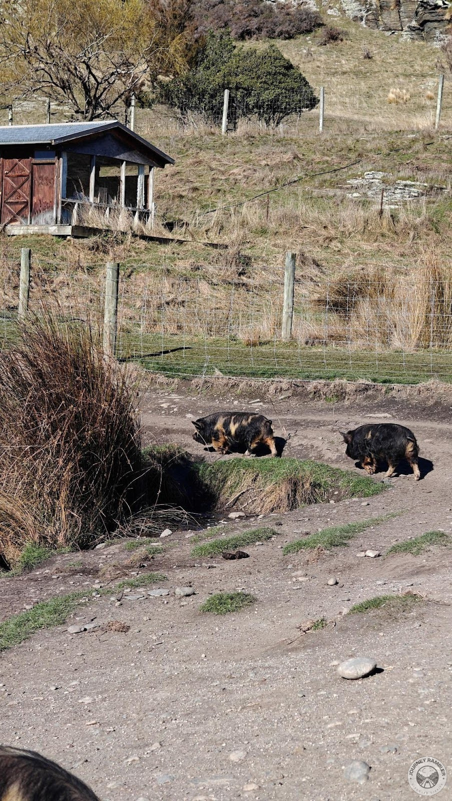 Kunekune pigs walking