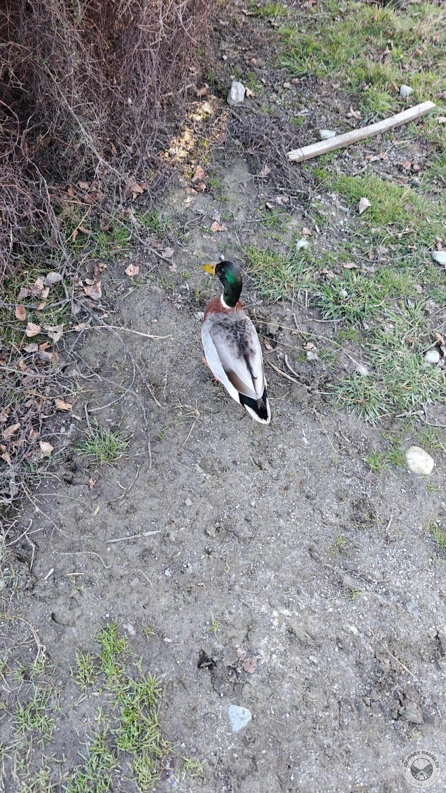 Mallard duck
