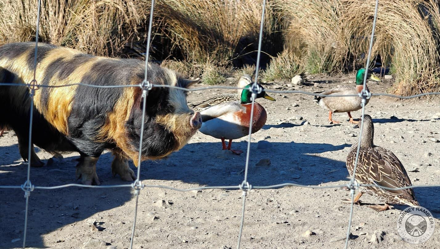 Mallard ducks and Kunekune pig
