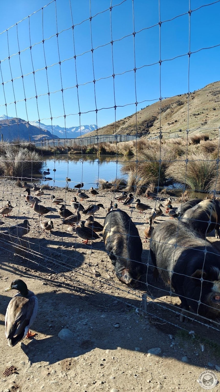 Mallard ducks and Kunekune pigs again