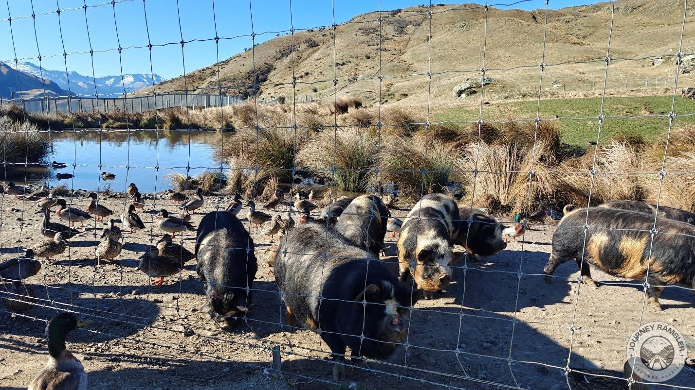 Mallard ducks and Kunekune pigs