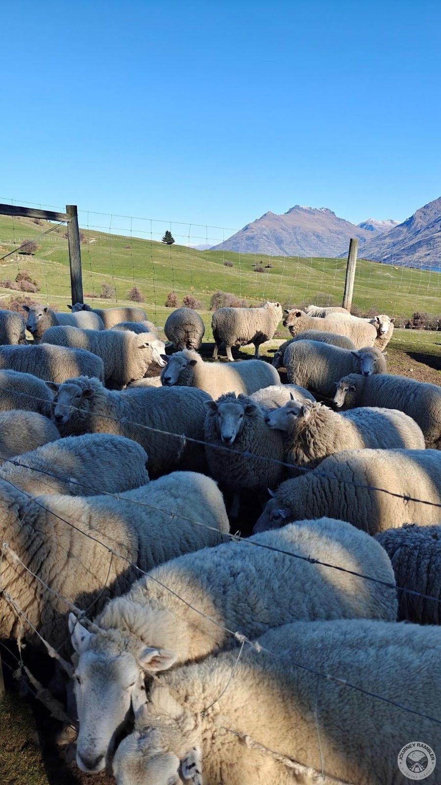 New Zealand Romney most probably