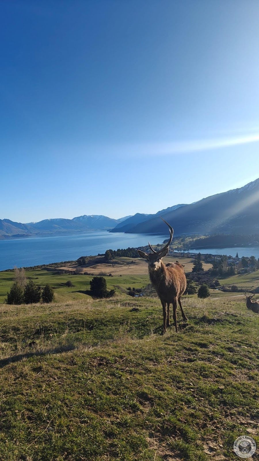 Shedding antlers is completely normal