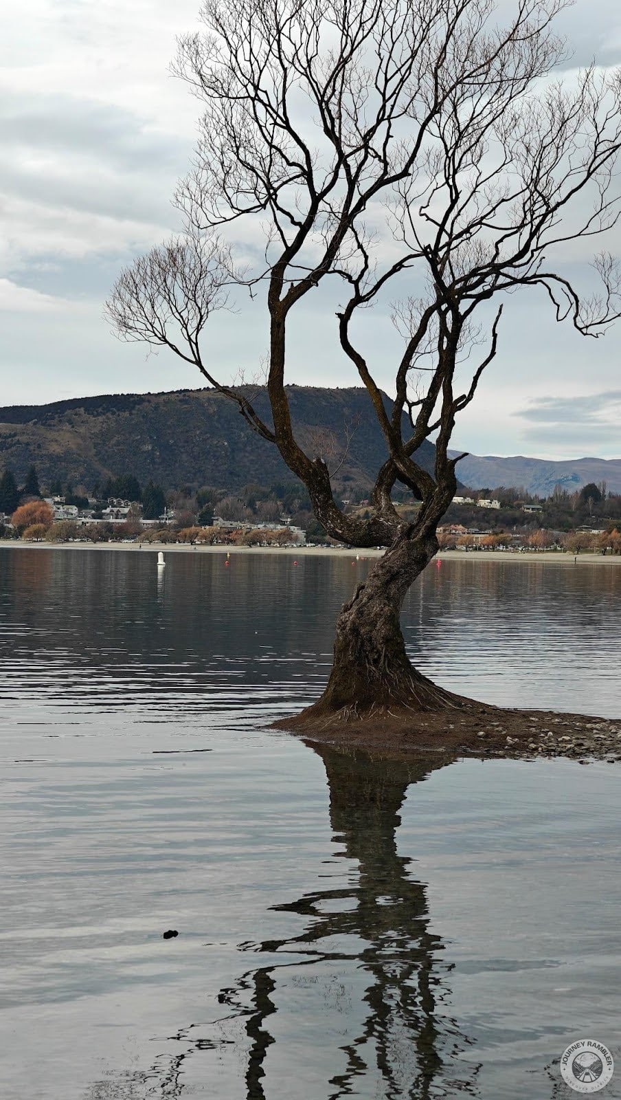 That Wanaka Tree or That Wanaka Willow