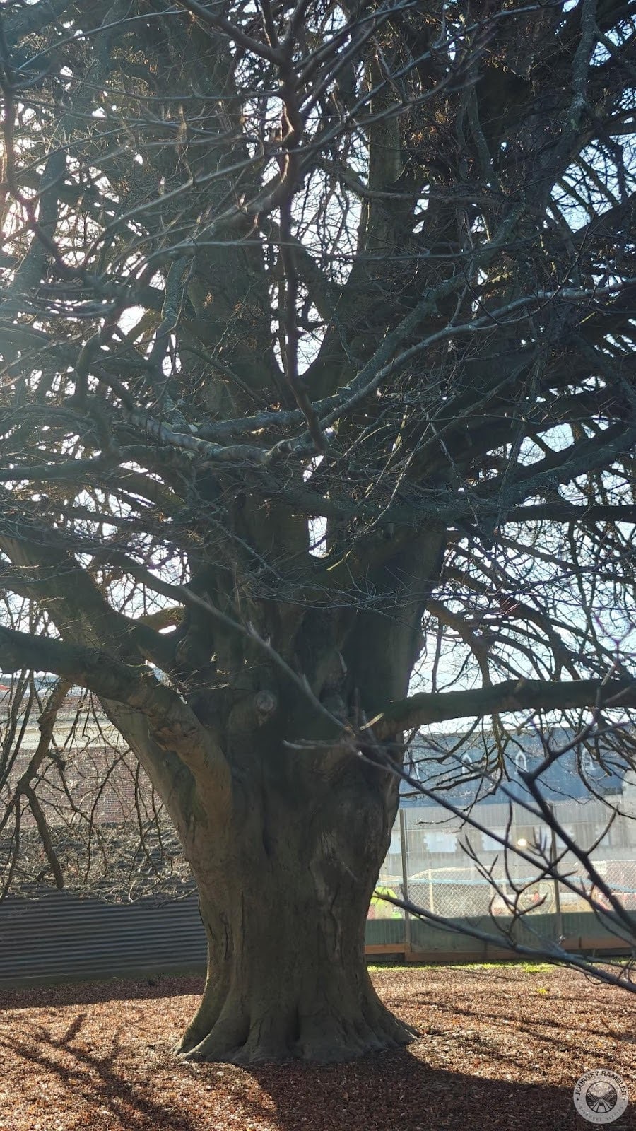 The trees were mostly oak and some of them were really quite old