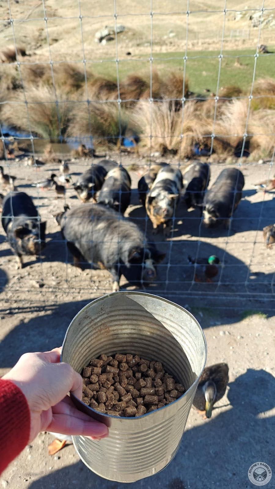 This is how much you get for 2NZD