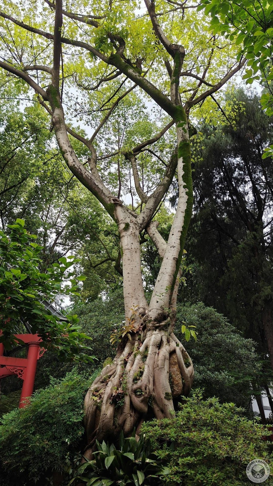 This tree was another one of the headturners here