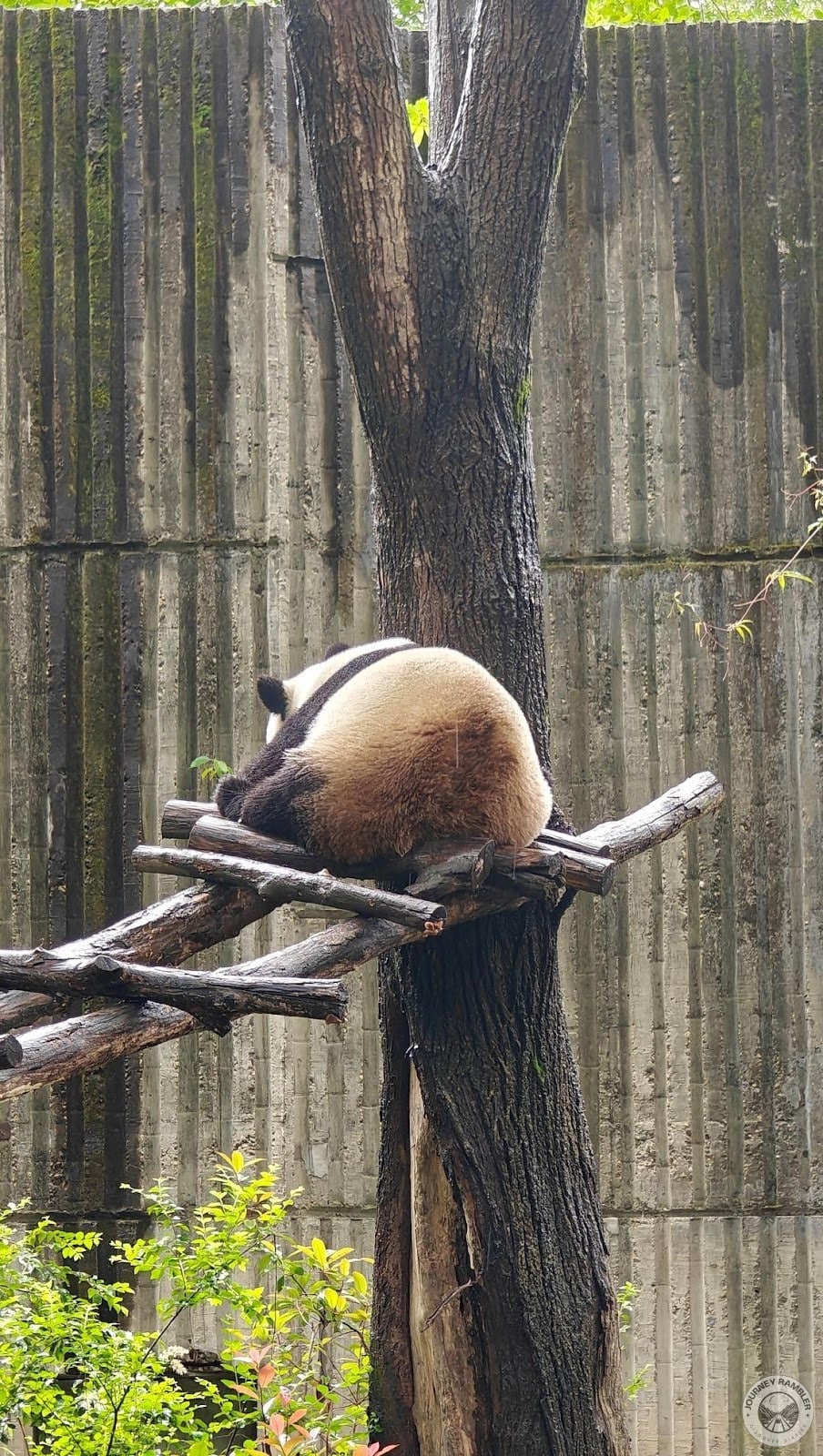 Zhao Mei playing closer look