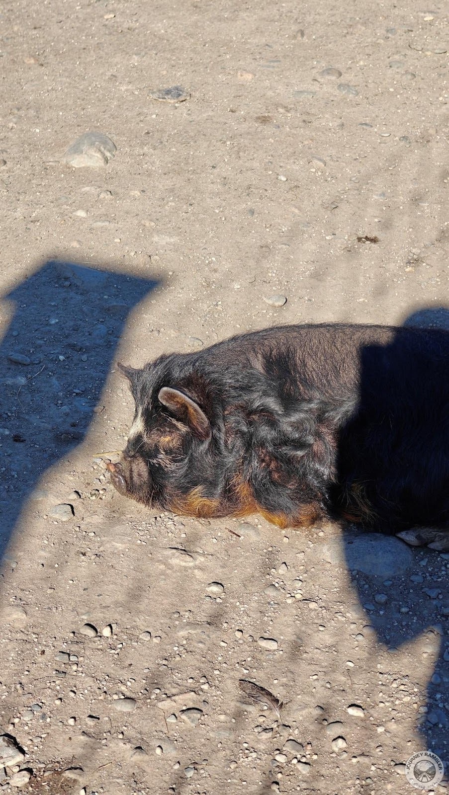 another Kunekune pig resting