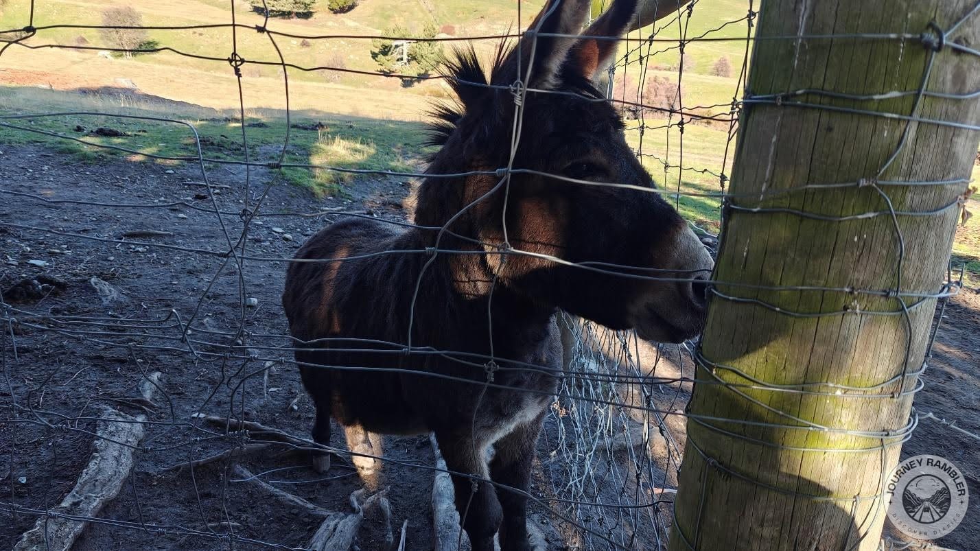 another donkey up close