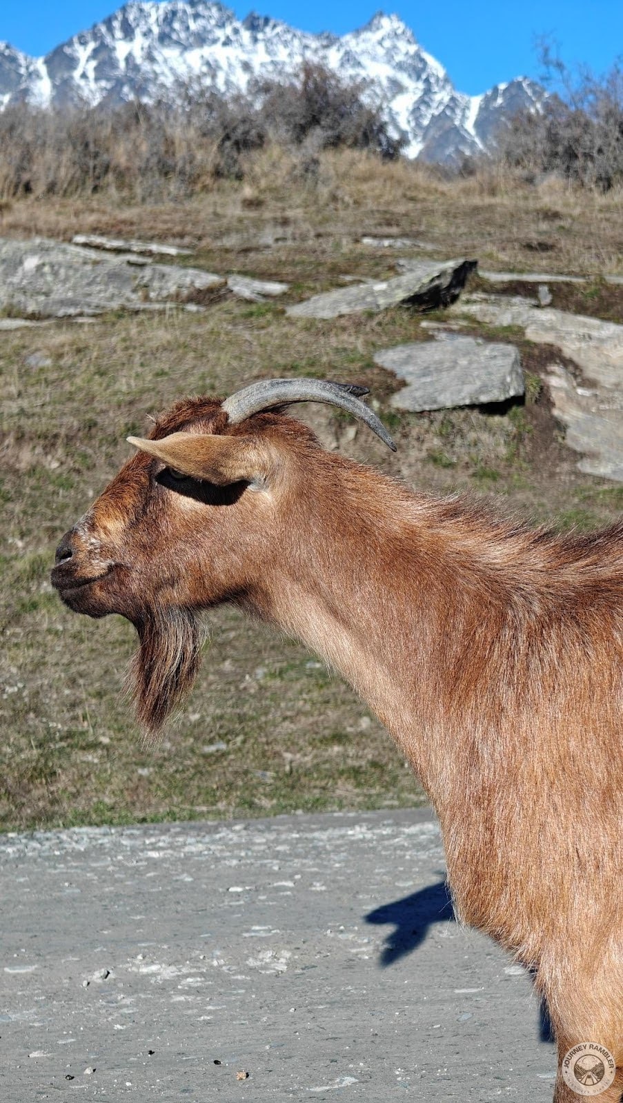 another goat's head up close