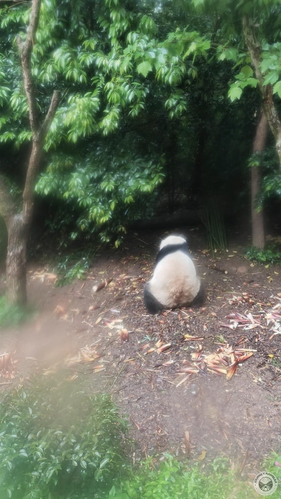 back of a panda