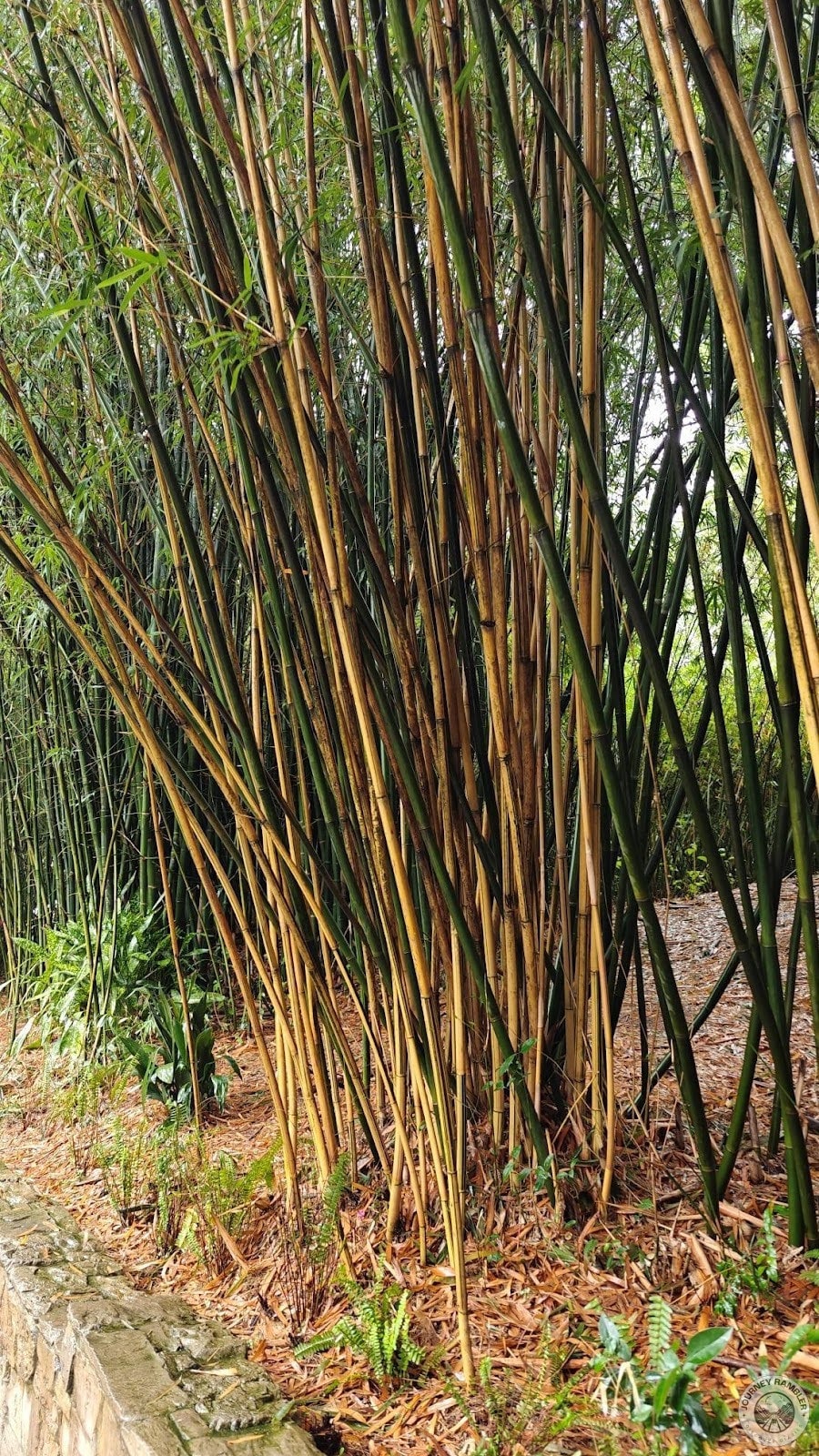 bamboo again