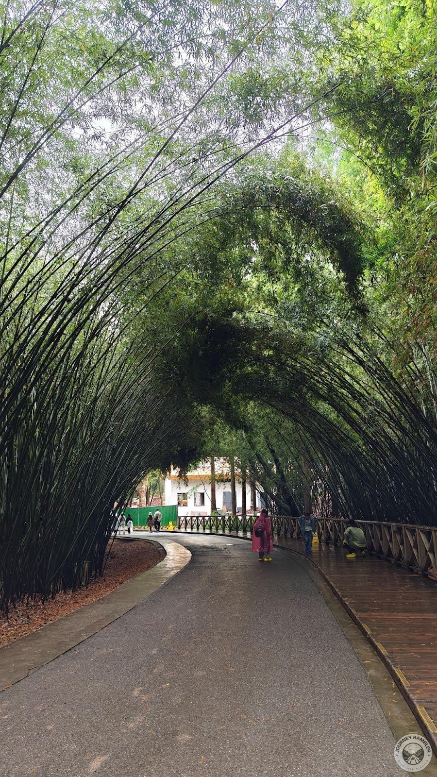 bamboo trees forming this natural archway