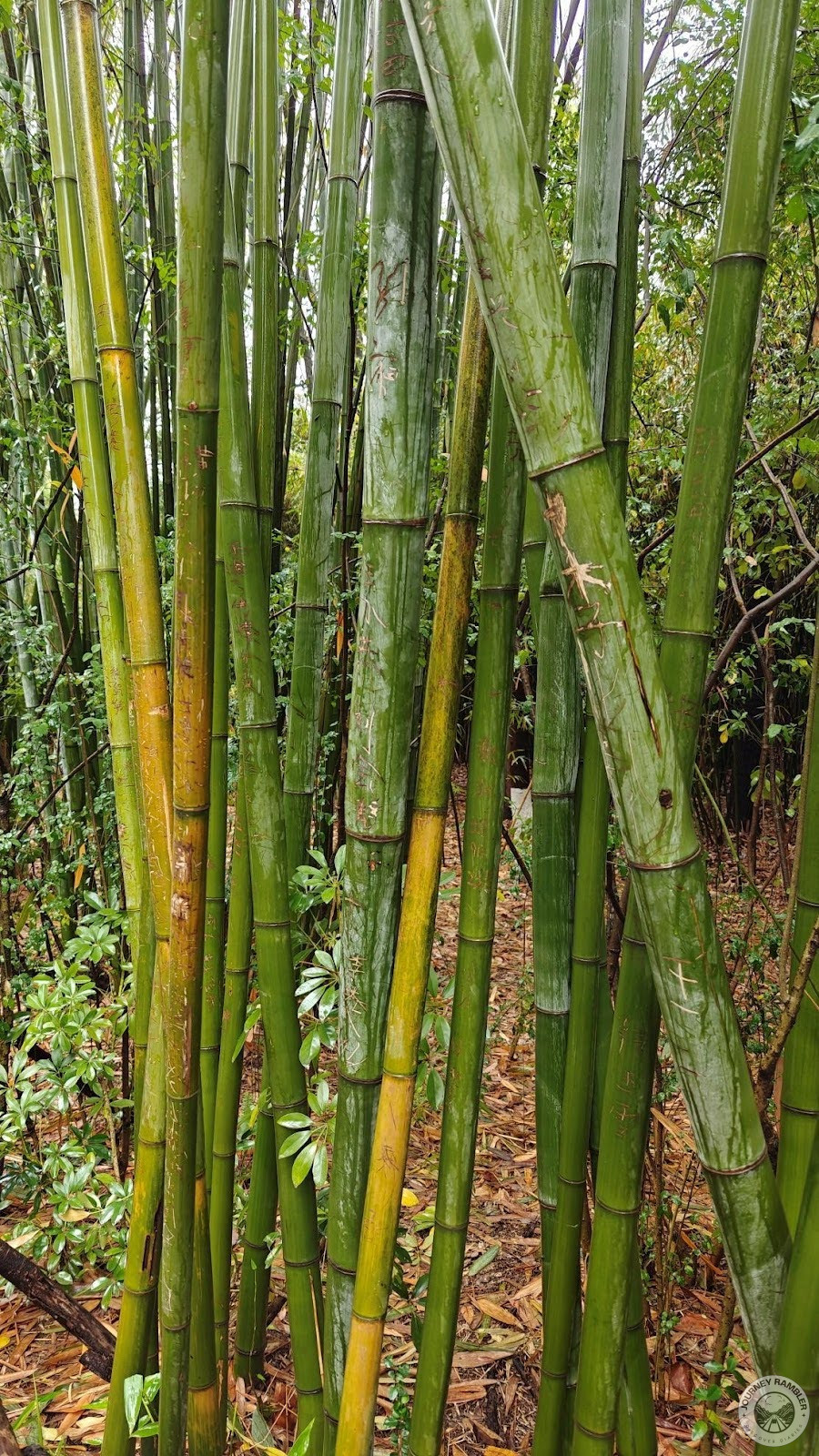bamboo