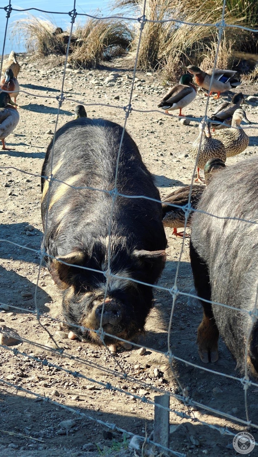 closer look Kunekune pig