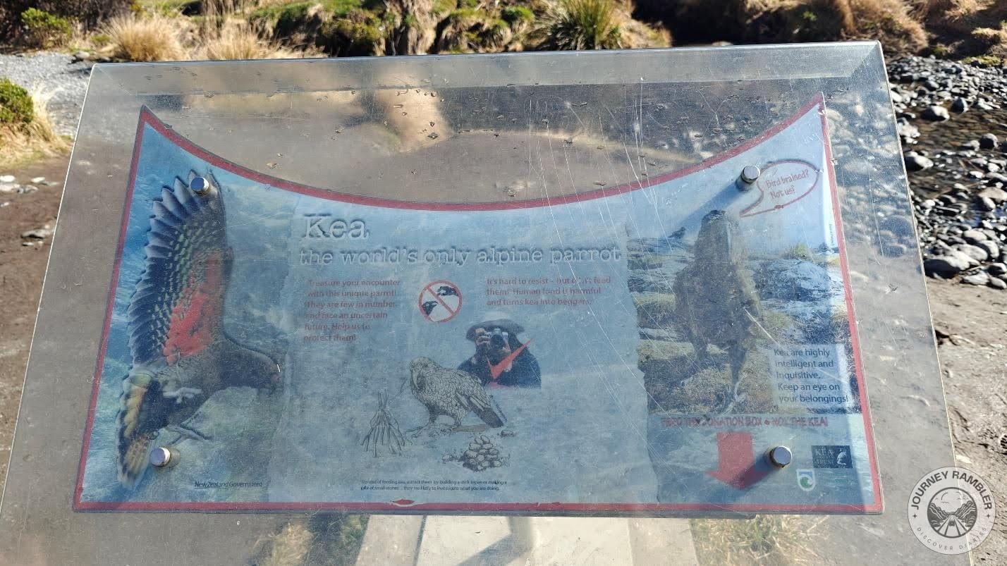 details about a parrot called the Kea