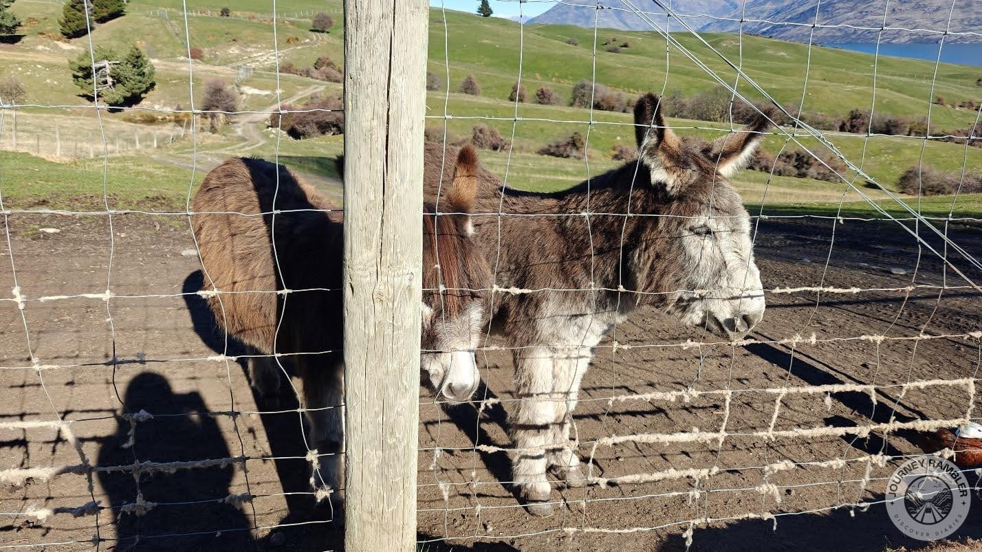 donkey enclosure
