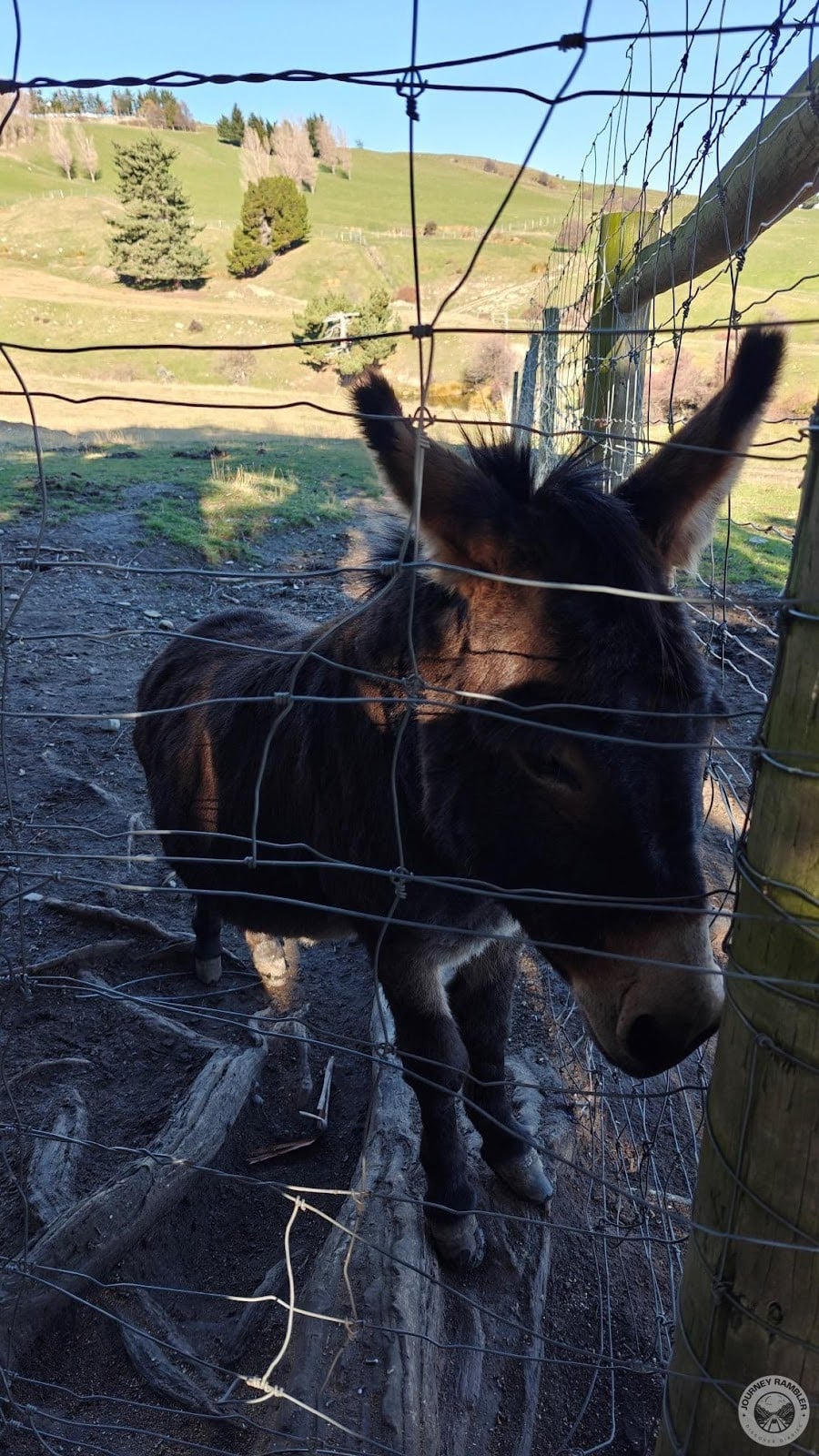 donkey up close