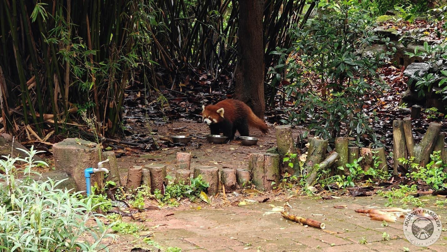 drinking the water provided for it by its caretakers