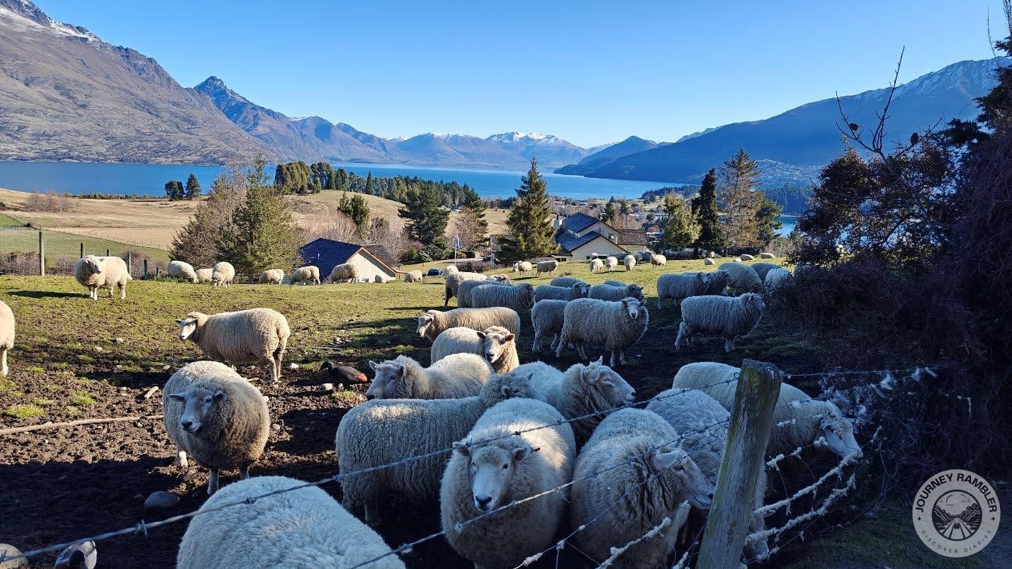 enclosure for the sheep