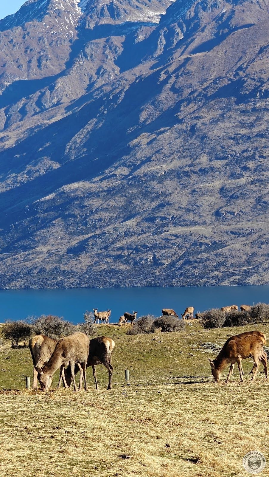 feeding the deer here is actively discouraged