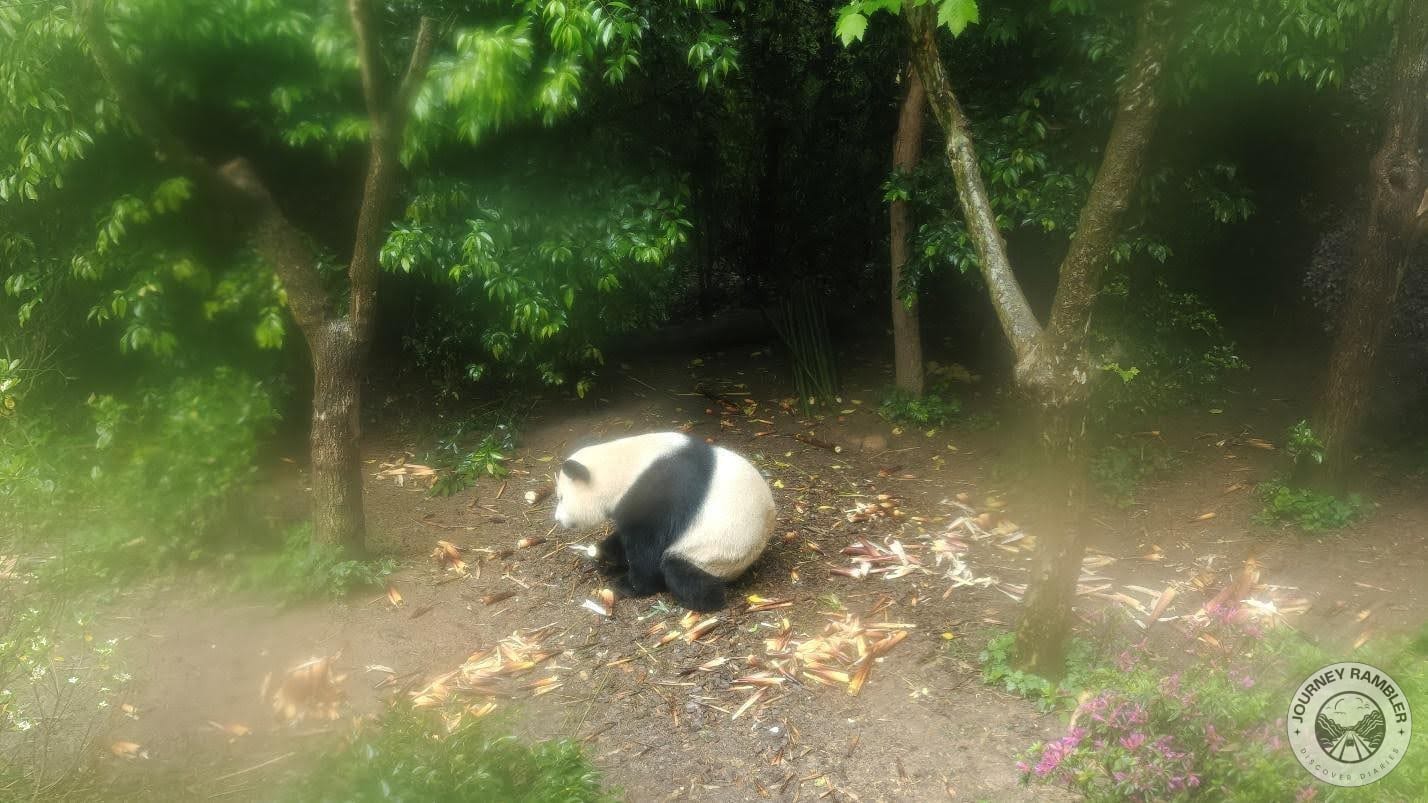 first panda that I saw