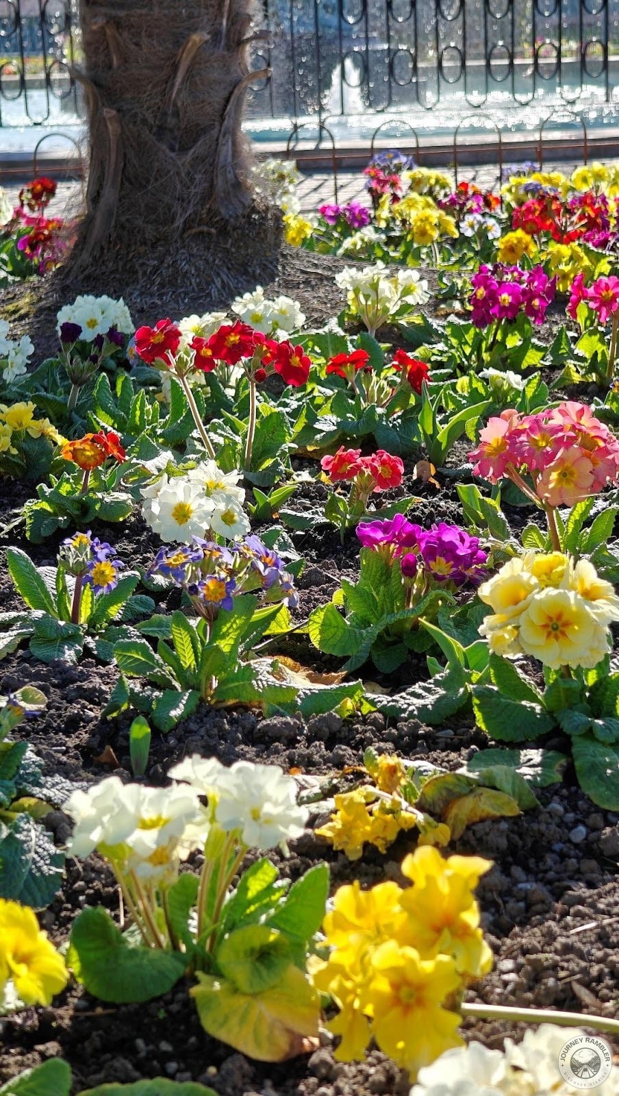 flowers that were in full bloom were so colorful