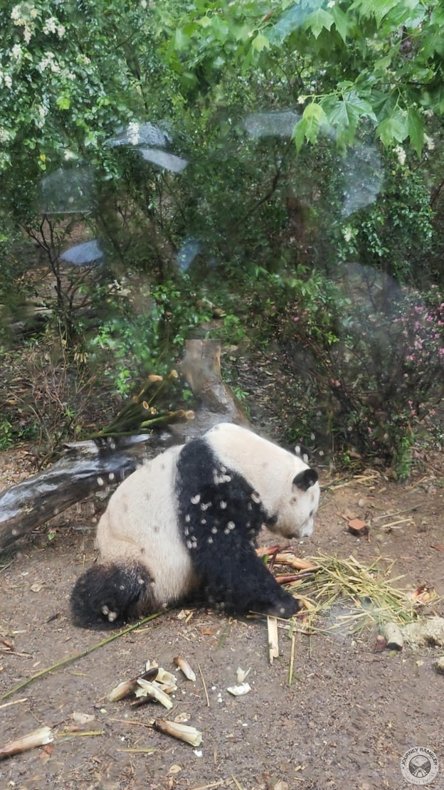 giant panda