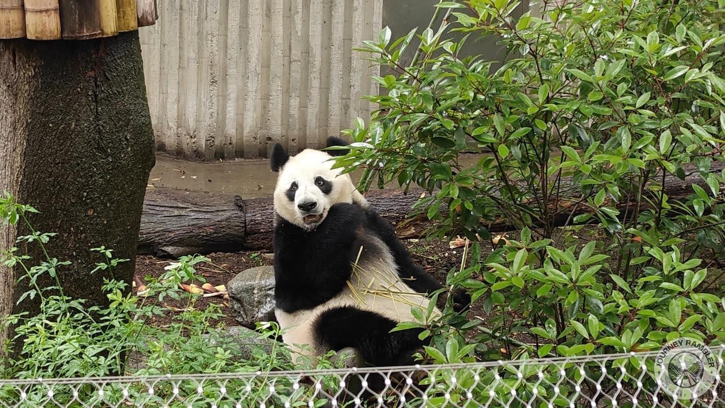 giant panda