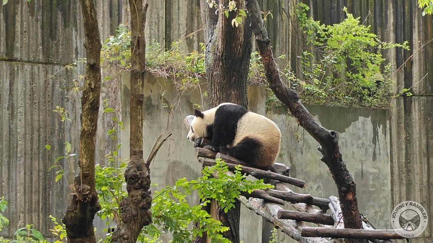giant pandas had ladders and walkways in their enclosures