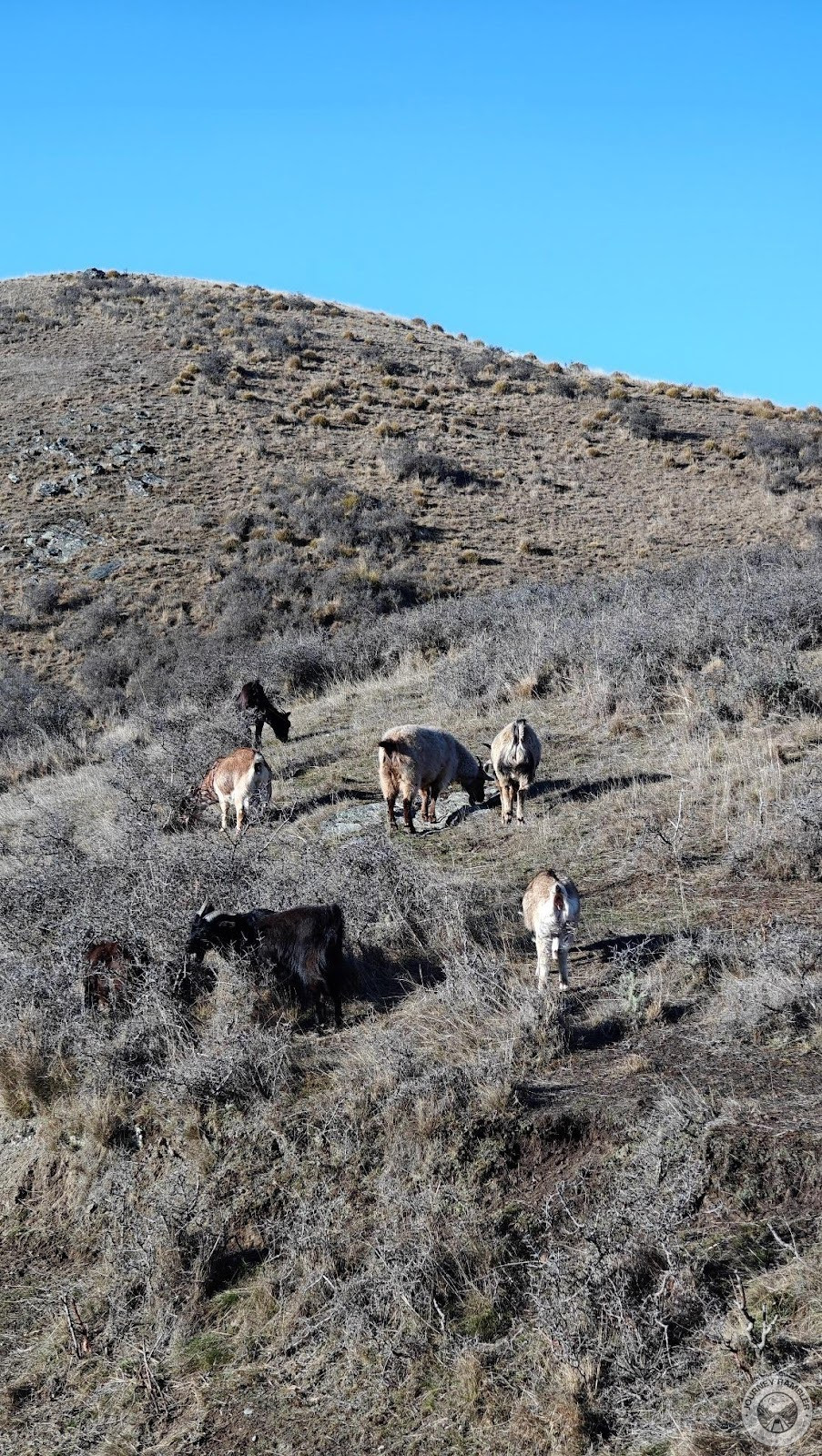 goats grazing on the hills