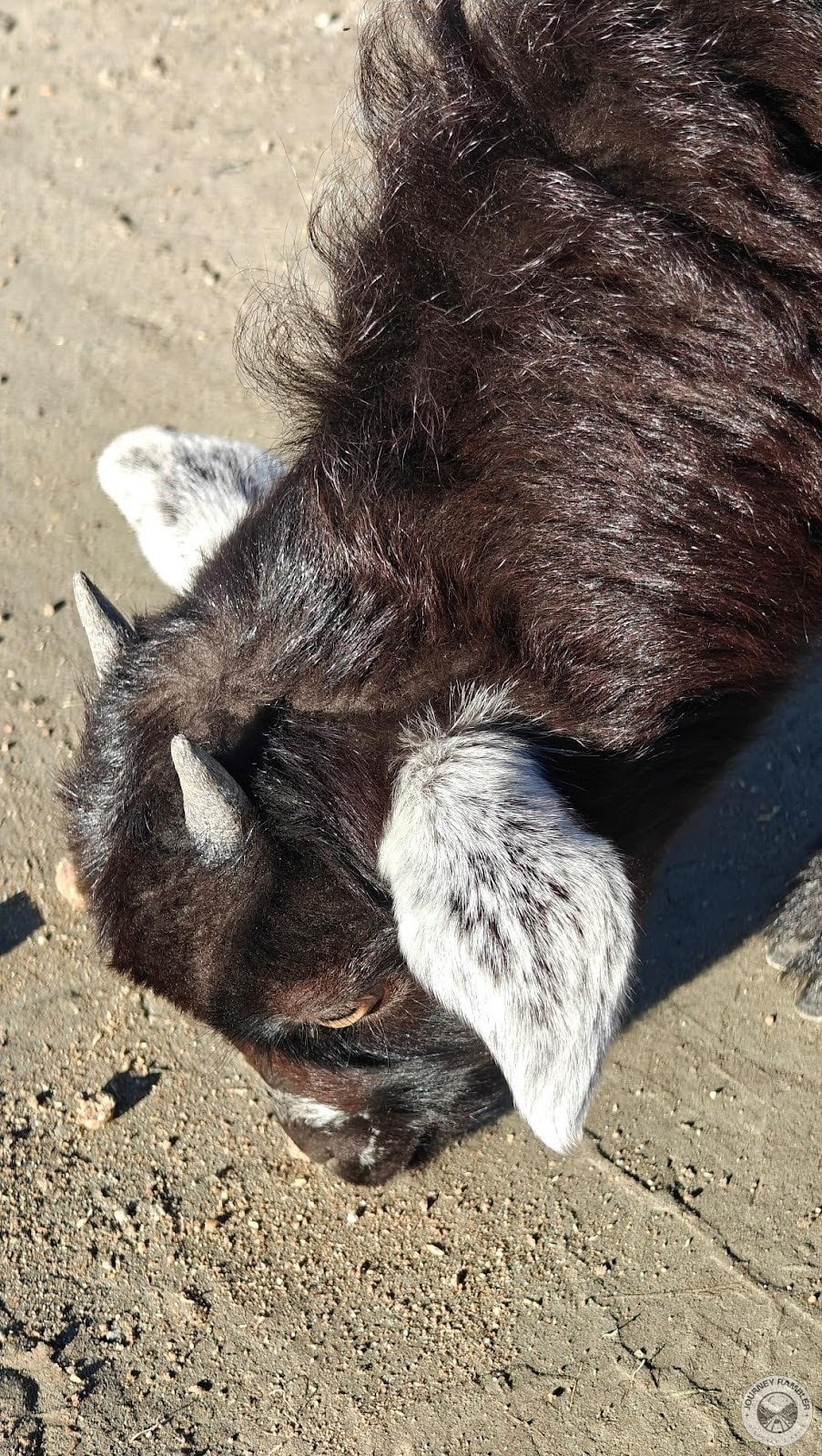 goat's head up close
