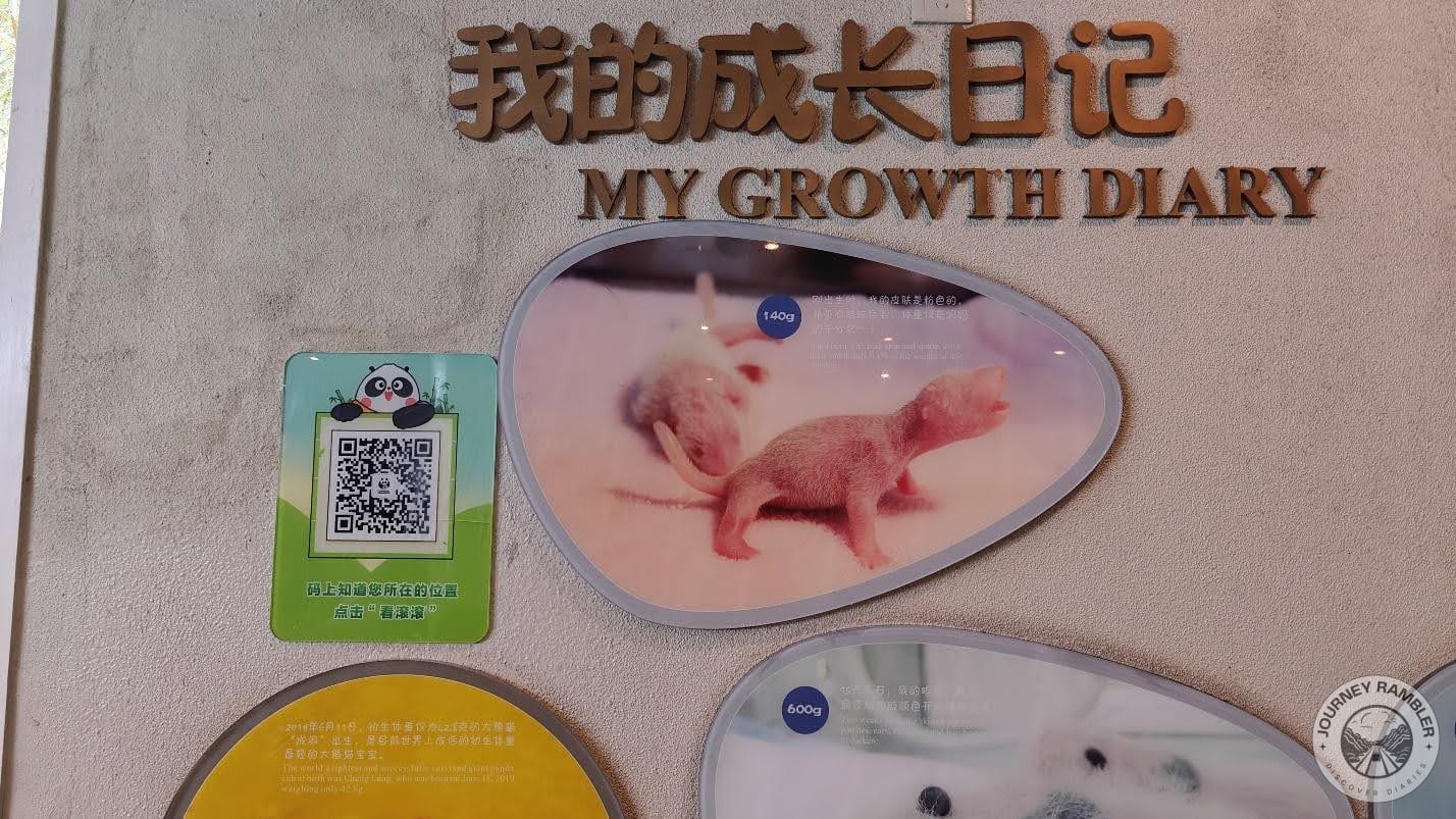 growth diary of the giant pandas