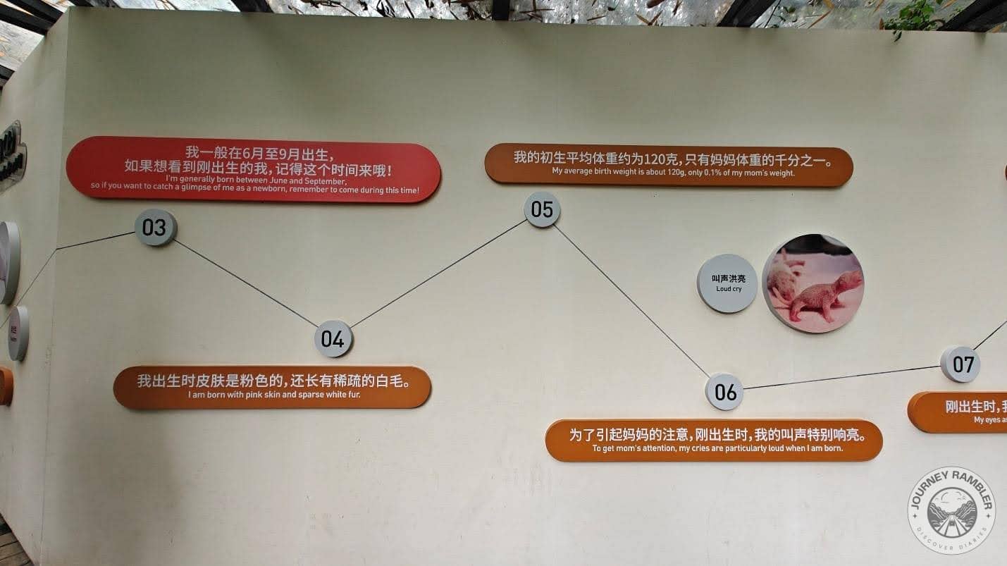 growth monologue of a baby panda 2