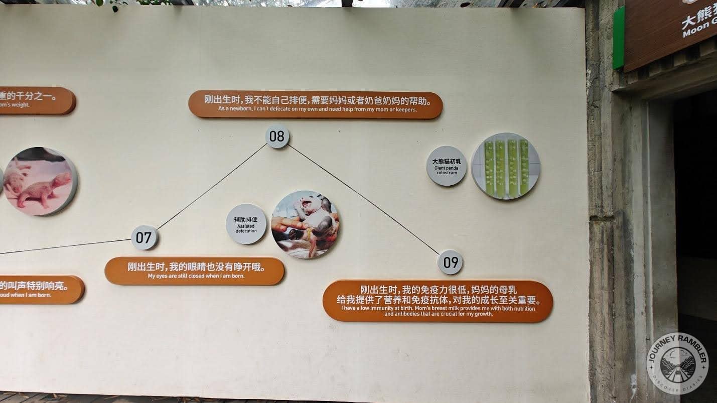 growth monologue of a baby panda 3