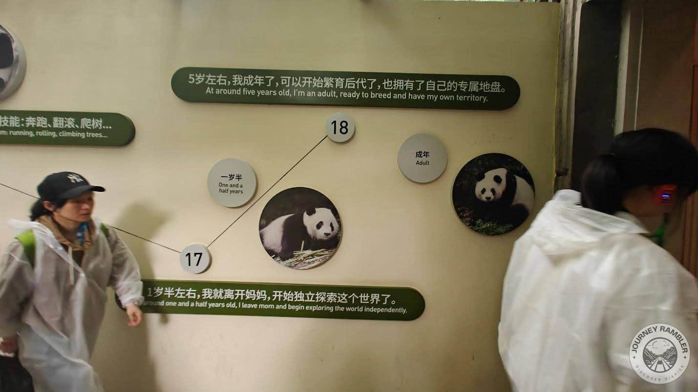 growth monologue of a baby panda part 2 again