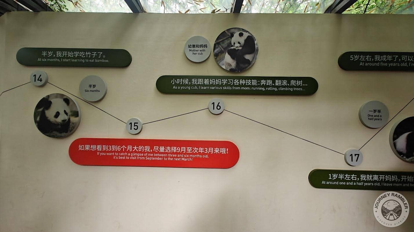 growth monologue of a baby panda part 2 also