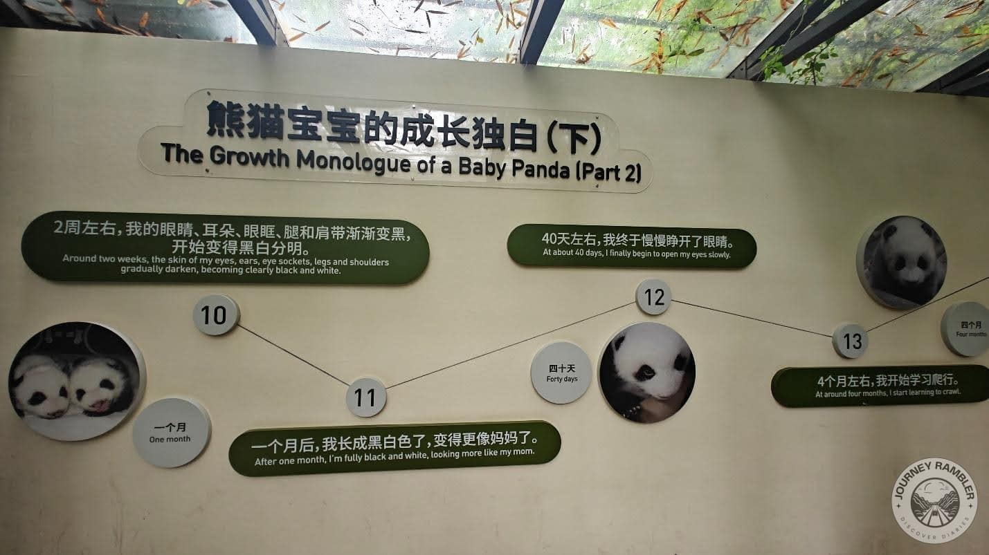 growth monologue of a baby panda part 2