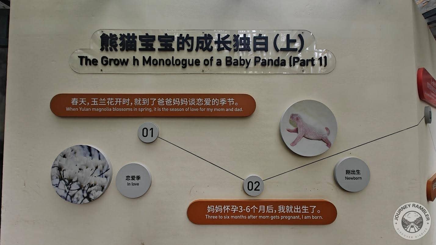 growth monologue of a baby panda